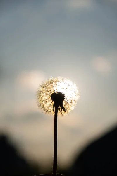 Dandelion Blossom Sunset Fluffy Dandelion Bulb Gets Swept Away Morning — Φωτογραφία Αρχείου
