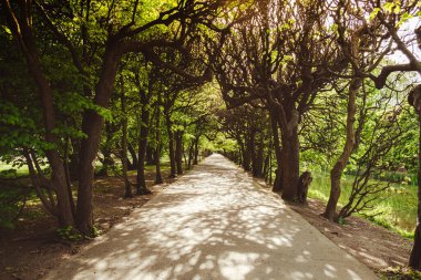 Green trees in two sides of walkway in the park on sunny day in autumn spring summer season. Public Olivia park in Gdansk Poland. City park with benches scenery landscape. Urban garden with street