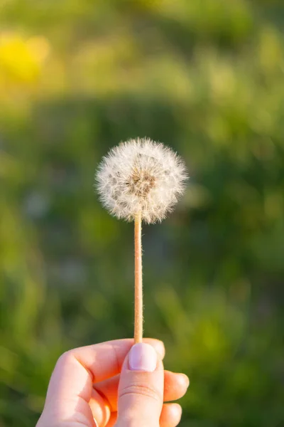Female hand holding Dandelion blossom at sunset. Fluffy dandelion bulb gets swept away by morning wind blowing across sunlit countryside. White fluffy Field Dandelions on green background. Blurred