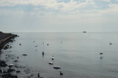 Mavi deniz gündoğumu ve suda yüzen kuğular. Vahşi beyaz kuğular kıyıya yakın denizde yüzerler. Kuğular deniz kenarında beslenir. Birçok kuğu Baltık Denizi 'nde yüzer. Vahşi doğa arka planı