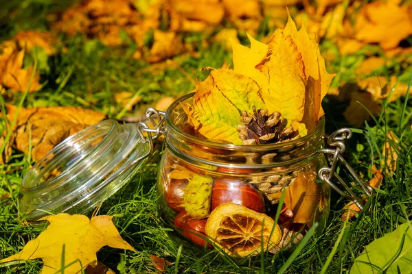 Glass jar with autumn leaves in a forest glade. Colorful autumn set of bright yellow red green orange leaves, big pine cones, brown chestnuts and glass jar. Seasonal decoration, warm natural color