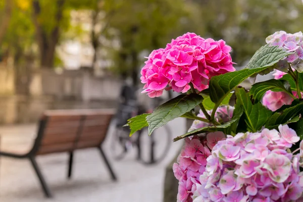 Beautiful bloom flowers of Hydrangea macrophylla in city street. Clay pot with bush of blooming pink hydrangeas in spring and summer. Town decor Gdansk Poland