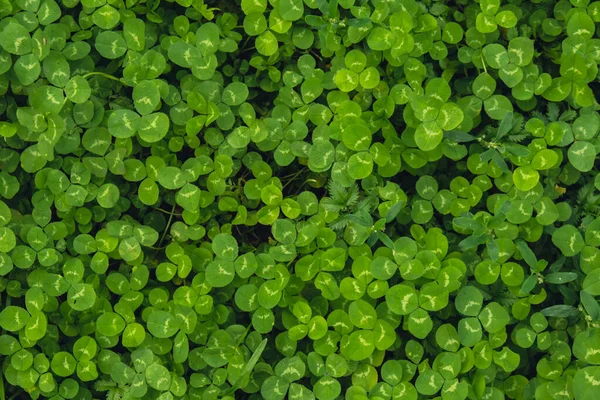 Groenachtige Hakmes Natuurlijke Achtergrond Kleine Groene Klaver Bladeren Patroon Achtergrond — Stockfoto