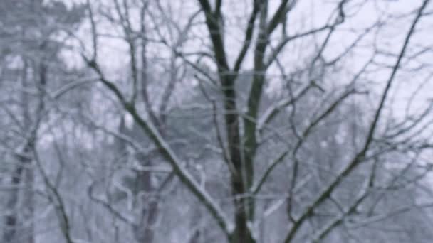 Extreme Falling Snow Trees Heavy Snowfall Winter City Cold Evening — Vídeo de stock
