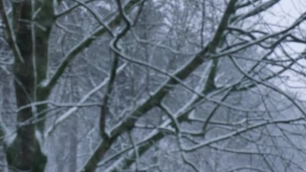 Экстремальный Снегопад Между Деревьями Время Сильного Снегопада Зимнем Городе Холодным — стоковое видео