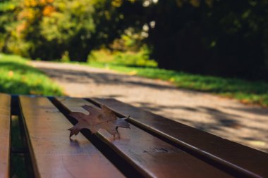 Ahşap bankta düşen renkli sonbahar yaprakları. Park Ormanı 'ndaki sonbahar yeşilliklerine bakın. Altın ağaç yaprakları. Sonbahar ormanında sarı yapraklı güzel bir ağaç. Yol sonbahar yapraklarıyla dolu.