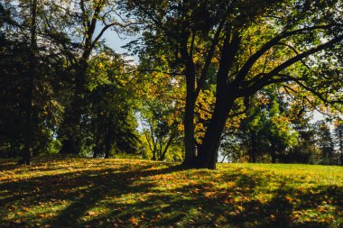 Renkli sonbahar yaprakları. Park Ormanı 'ndaki sonbahar yeşilliklerine bakın. Altın ağaç yaprakları. Sonbahar ormanında sarı yapraklı güzel bir ağaç. Yol sonbahar yapraklarıyla dolu. Doğa çöküyor