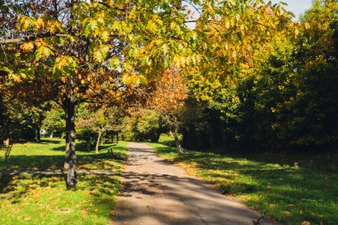 Renkli sonbahar yaprakları. Park Ormanı 'ndaki sonbahar yeşilliklerine bakın. Altın ağaç yaprakları. Sonbahar ormanında sarı yapraklı güzel bir ağaç. Yol sonbahar yapraklarıyla dolu. Doğa çöküyor