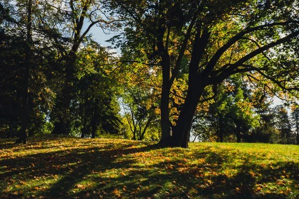 Барвисте Осіннє Листя Вид Через Осіннє Листя Парковому Лісі Листя — стокове фото