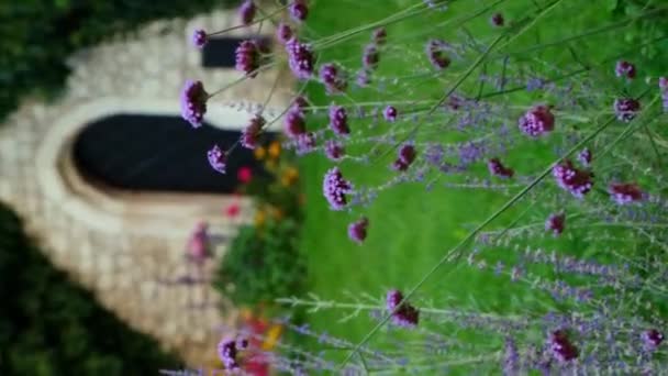 Wijnkelder Gebouwd Van Stenen Met Violette Bloemen Voorgrond Wawel Castle — Stockvideo
