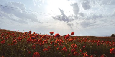 Vahşi bir tarlada kırmızı gelincik çiçekleri. İlkbaharda canlı haşhaş çayırı. Güzel bir yaz günü. Yeşil tüylü güzel kırmızı gelincik çiçekleri tarlada yetişir. Gün batımında kızıl gelincik çiçekleri