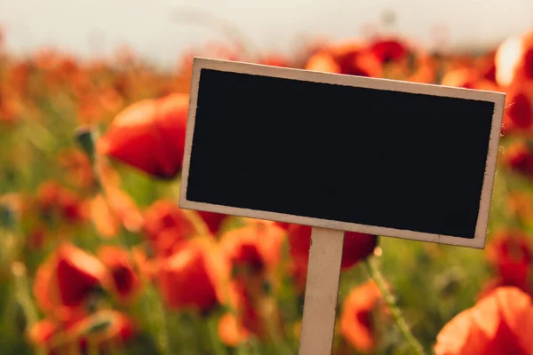 白色黑色的广告牌映衬着野地里的红罂粟花 空模型模板黑板标签Vivid Poppie草地在春天 美丽的夏日绿色上美丽的红色罂粟花 — 图库照片