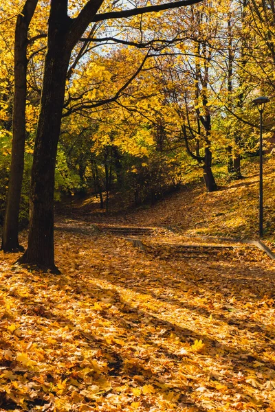 Bunt Fallende Herbstblätter Blick Durch Das Herbstliche Laub Parkwald Goldene — Stockfoto