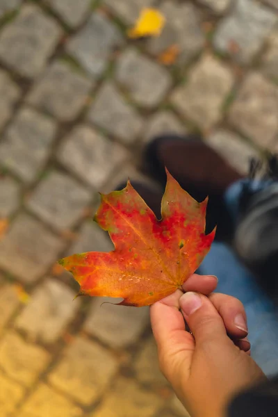 Neznámá Žena Držící Barevné Padající Podzimní Listí Rozumím Procházka Parkem — Stock fotografie