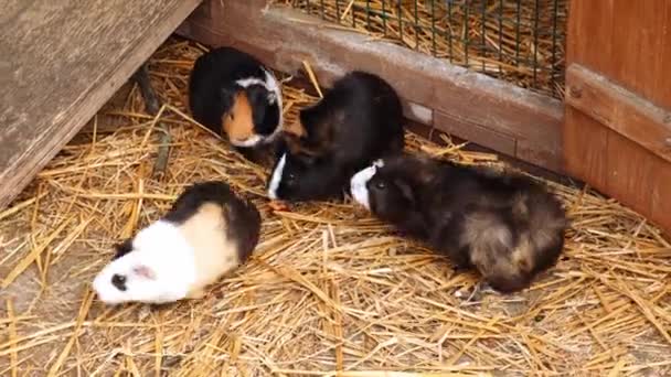 小豚鼠在农场里咀嚼食物 动物园的家养豚鼠 郊区的后院生活 — 图库视频影像