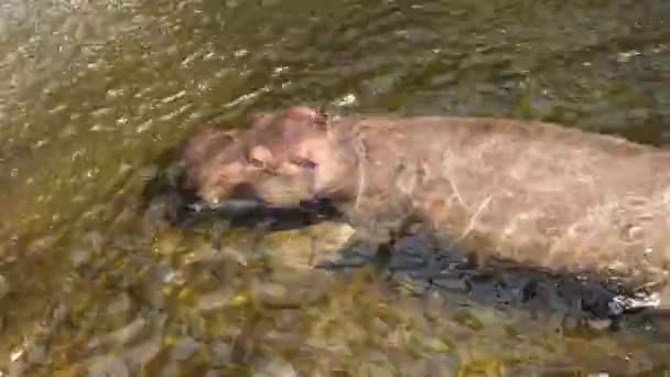 Hipopopotam Pływa Wodzie Niebezpieczne Zwierzę Zoo Hipopopotama Zoologii Stawów Środowisku — Wideo stockowe