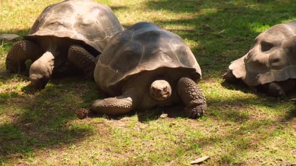 巨大的加拉帕戈斯龟 在绿草上移动的土拨鼠 自然或动物园里的古老动物 在动物园爬行动物中缓慢爬行 — 图库视频影像