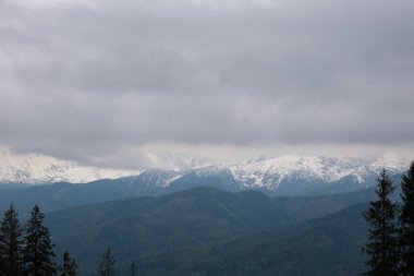 Karlı dağlar, Zakopane Polonya 'daki yeşil ormanlar. Dağ doğa manzarası. Mavi gökyüzü. Doğal yeşil turizm konseptiyle seyahat edin. Yürüyüş refahı 
