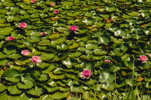 Bright Blooming Pink Water Lotus Flowers Growing Lush Green Leaves — Stock Photo, Image
