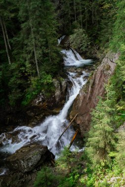 Dar yol, güneşli bir günde ormandaki nehir suyu deresi olan yeşil ağaçlara çıkıyor. Yeşil yaprak döken ağaçların arasında karanlık, boş, gizemli bir geçit. Idyllic manzara. Woodland yürüyüş yolu Karanlık Orman