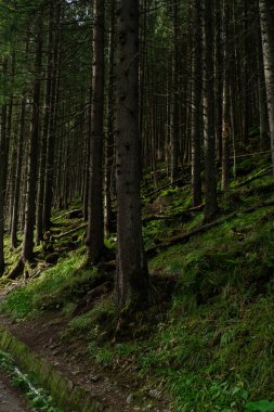Güneşli bir günde ormandaki yeşil ağaçlara giden dar yol. Yeşil yaprak döken ağaçların arasında karanlık, boş, gizemli bir geçit. Idyllic manzara. Ağaçlık patika 