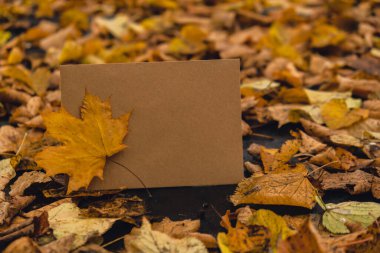 Boş toprak tonları, rengarenk sonbahar yapraklarının etrafını kaplıyor. Şablon kartı. Altın ağaç yaprakları. Sonbahar ormanında sarı yapraklı güzel bir ağaç. Yol sonbahar yapraklarıyla dolu.