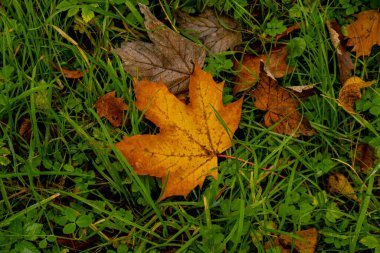 Renkli düşen sonbahar yaprakları desen arka planı. Park Ormanı 'ndaki sonbahar yeşilliklerine bakın. Altın ağaç yaprakları. Sonbahar ormanında sarı yapraklı güzel bir ağaç. Sonbahara gömülmüş yol