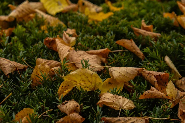 Kleurrijke Vallende Herfst Bladeren Patroon Achtergrond Uitzicht Door Het Herfstblad — Stockfoto