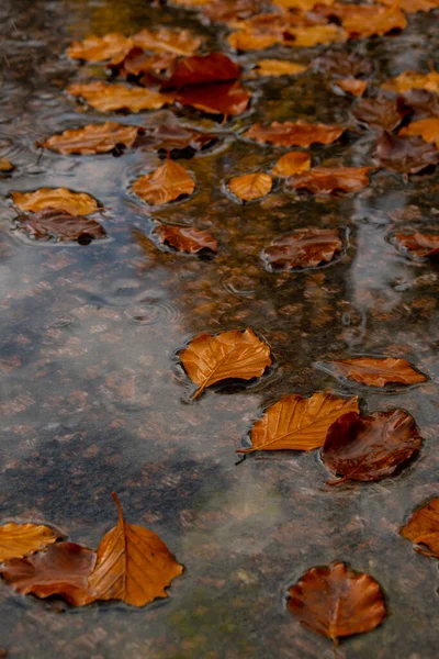 빗방울 잎으로 흙탕물에 떨어진다 수면에 떠오릅니다 오렌지 흙탕물을 항해하고 있습니다 — 스톡 사진