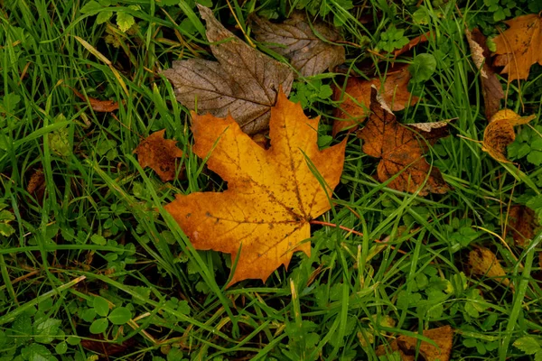 Kolorowe Jesienne Liście Jesienią Wzór Tła Widok Przez Jesienne Liście — Zdjęcie stockowe