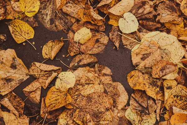 Barevný Podzim Listí Vzor Pozadí Pohled Podzimním Listím Lesích Parku — Stock fotografie