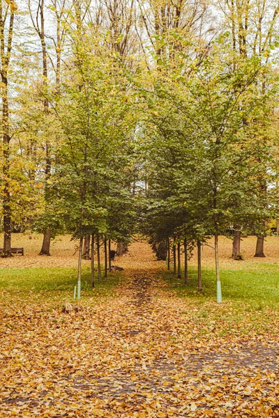 Барвисте Осіннє Листя Вид Через Осіннє Листя Парковому Лісі Листя — стокове фото