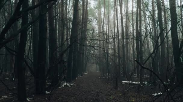 Ampliar Carretera Que Pasa Través Bosque Misterioso Miedo Con Luz — Vídeos de Stock