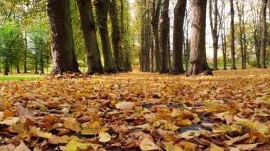 Renkli sonbahar yaprakları. Park Ormanı 'ndaki sonbahar yeşilliklerine bakın. Altın ağaç yaprakları. Sonbahar ormanında sarı yapraklı güzel bir ağaç. Yol sonbahar yapraklarıyla dolu. Doğa çöküyor