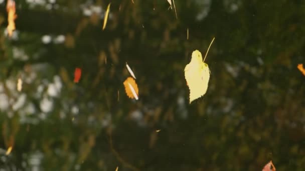 Осенние Листья Плавают Поверхности Воды Падшие Осенние Листья Поверхности Озера — стоковое видео