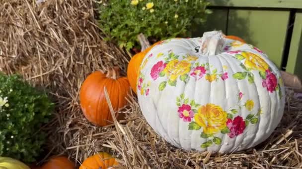 Beautiful Painted Pumpkins Flowers Rustic Hay Decoration Outdoors Stylish Autumn — Vídeo de Stock