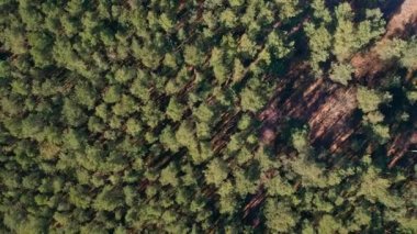 Orman manzaralı hava manzaralı. Spruce kozalaklı ağaçların üzerinde uçan drone çekimi, doğa arka planda 4k manzara Kuşların bakışı sabah güneş ışığında dronu kullanın