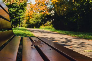 Ahşap bankta düşen renkli sonbahar yaprakları. Park Ormanı 'ndaki sonbahar yeşilliklerine bakın. Altın ağaç yaprakları. Sonbahar ormanında sarı yapraklı güzel bir ağaç. Yol sonbahar yapraklarıyla dolu.