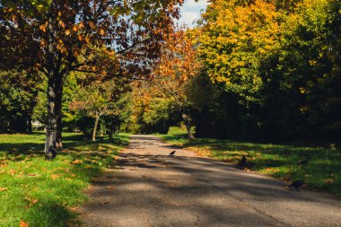 Renkli sonbahar yaprakları. Park Ormanı 'ndaki sonbahar yeşilliklerine bakın. Altın ağaç yaprakları. Sonbahar ormanında sarı yapraklı güzel bir ağaç. Yol sonbahar yapraklarıyla dolu. Doğa çöküyor