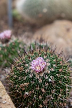 Pembe çiçek kaktüsü. Kaktüs Echinopsis. Botanik bahçesi. Büyük Kaktüs Çiçeği. Sulu çiçekler açar. Rengarenk bordo bir kirpi kaktüsünün yakın görüntüsü