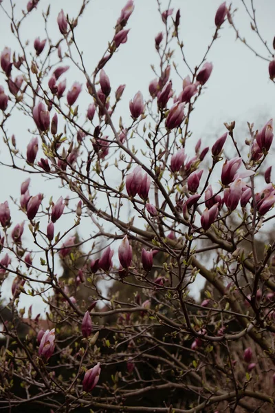 Sulange Magnolia Close Tree Branch Blossom Magnolia Springtime Pink Chinese — Stock Photo, Image