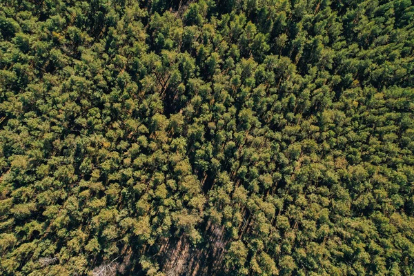 Vista Aérea Árvore Floresta Topos Vista Superior Drone Shot Spruce — Fotografia de Stock