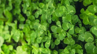 Yeşilimsi satır arkaplanını dikey olarak yakınlaştır. Küçük yeşil Yonca iz bırakır, Doğal ve St. Patricks 'in arka planı ve yonca duvar kâğıdı. Tatil ve tatil yoncaları