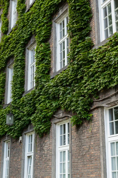 Zielona Ściana Murowanego Budynku Dom Pokryty Zielonymi Liśćmi Zielona Architektura — Zdjęcie stockowe