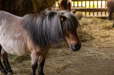 Pony horse is walking in paddock. Little horse in brown color on farm backyard. Domestic animals living even-toed herbivore. Horse or pony stands in the middle of wild nature