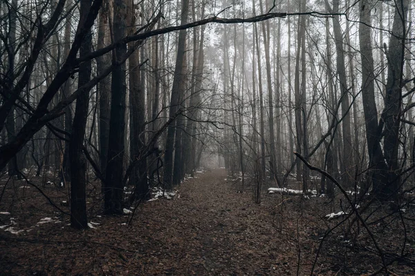 穿过可怕的神秘森林的路 冬天的时候 绿光在雾中 自然界朦胧的风景 山水背景之间可怕的光晕 穿过迷雾中的神秘的黑暗的老森林 神奇的 — 图库照片