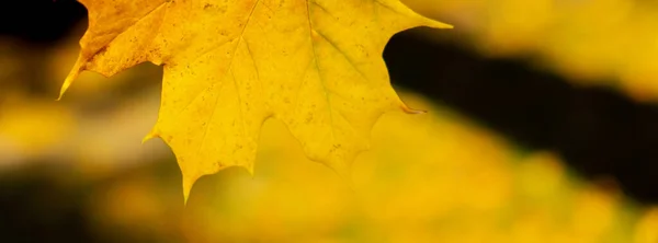 가을의 단풍나무 가을의 배경으로 선택적 감사하는 식사를 연지벌레가 노란색의 단풍잎 — 스톡 사진