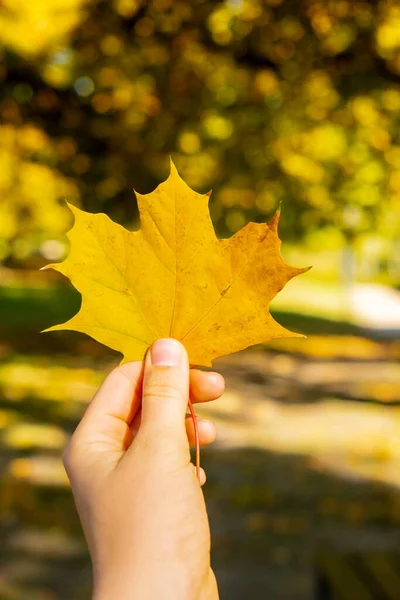 Žena Držící Podzimní Javorově Žlutý List Vedle Podzimní Přírody Spojte — Stock fotografie