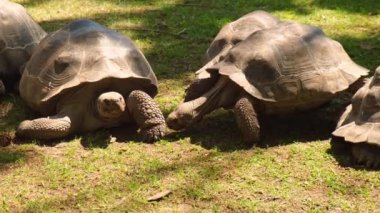 Giant Galapagos tortoise - Chelonoidis nigra moving on green grass. Big old turtle Ancient animal in Park, nature, or zoo. Slowly crawling in zoo reptile.