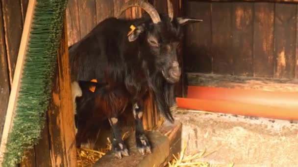 Animals Goats Eating Farm Domestic Farm Chews Agriculture Ecology Goat — Vídeo de stock